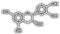 Sturctural formula of the flavanol Epicatechin